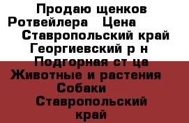 Продаю щенков Ротвейлера › Цена ­ 15 000 - Ставропольский край, Георгиевский р-н, Подгорная ст-ца Животные и растения » Собаки   . Ставропольский край